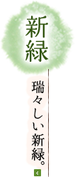 新緑 瑞々しい新緑。